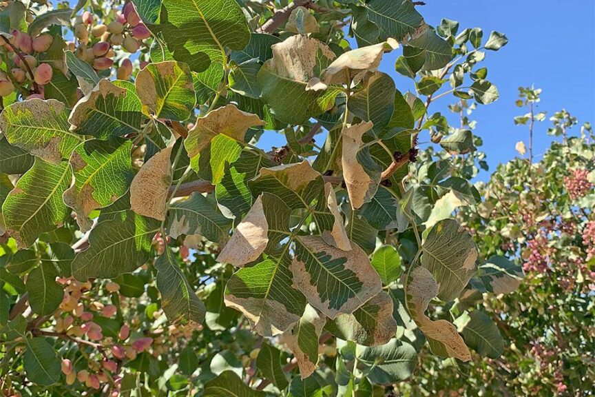 Keys To Effective Potassium Management in Nut Crops - Growing Produce