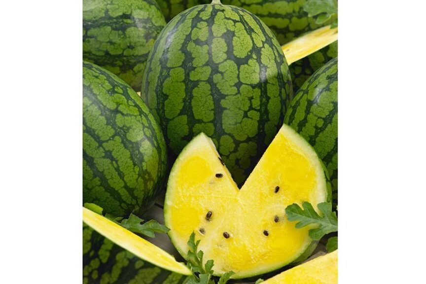 Terra Kantha Top Watermelon main image 1
