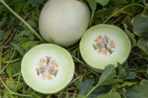 15 Less Common Melons Growers Should Add to Their Portfolio