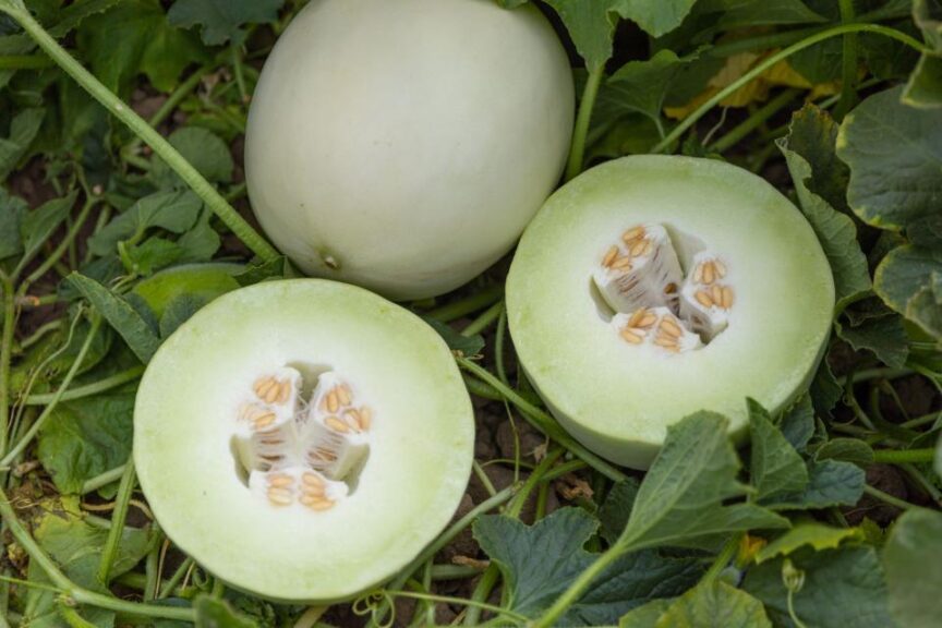 15 Less Common Melons Growers Should Add to Their Portfolio