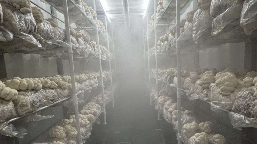 Fondness for Fungi Makes a Good Case for Growing Mushrooms