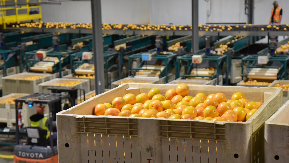 New Milestone for IMG Citrus With Sweet Sixty Packinghouse