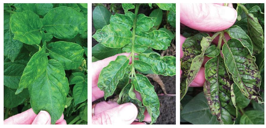 Can You Spot the Difference? Diagnostic Pitfalls in Potatoes - Growing  Produce