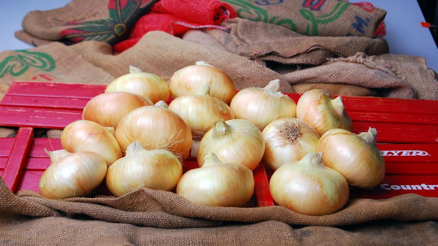 Check Out These 2 New Vidalia Onion Hybrids - Growing Produce