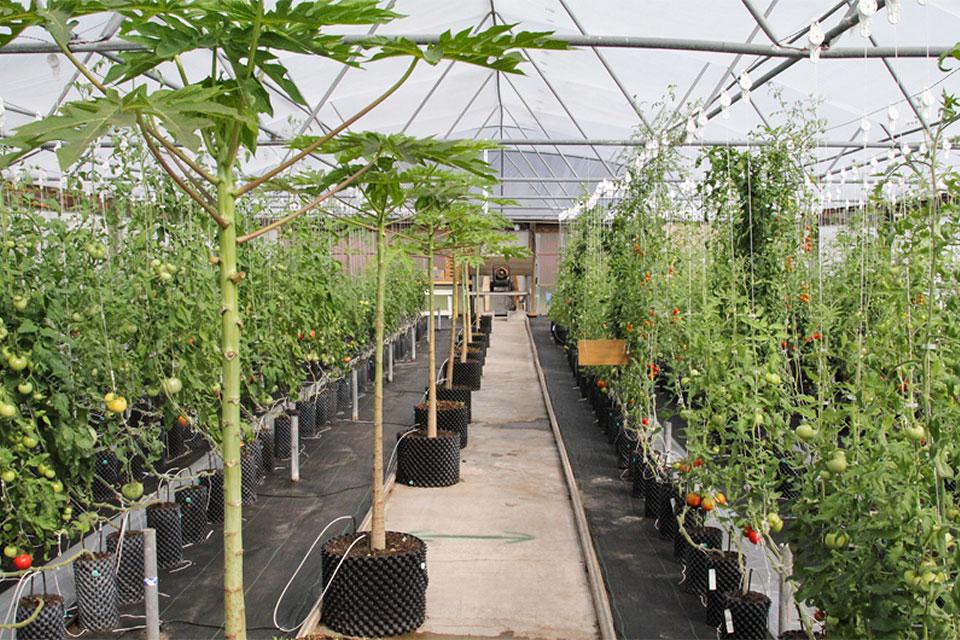 Banker Plants for Better Pest Control in the Greenhouse - Growing Produce