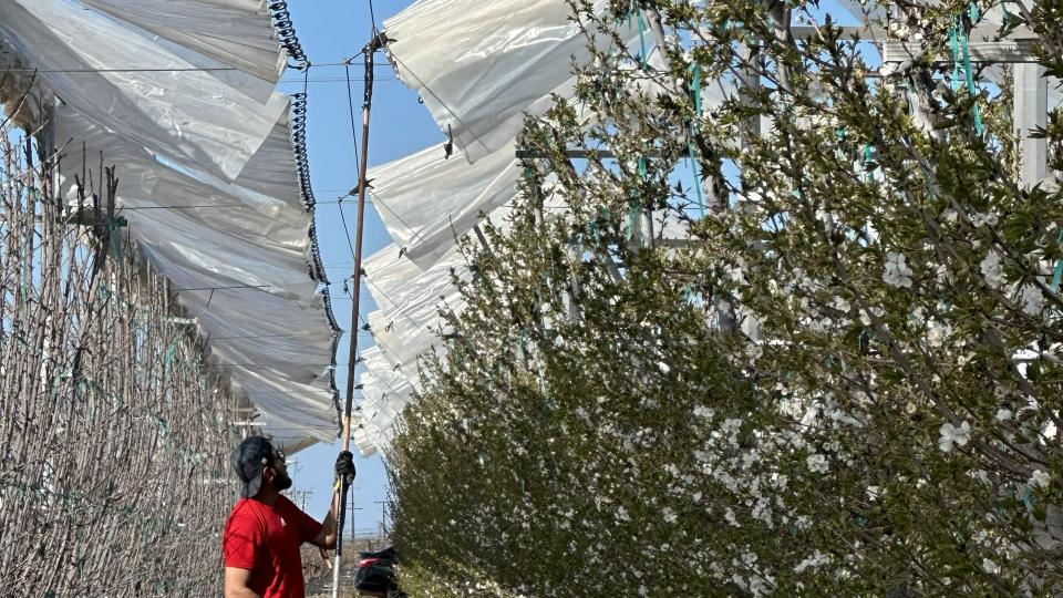 What Fruit Growers Have in Their Production Plans for 2026 - Growing Produce